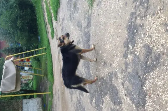 Найдена собака в посёлке Метростроевский, Тульская область