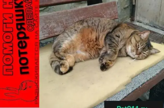 Кошки потеряшки, Пластунка, фото: Потеряшка кошка в Пластунках на ул. Леселидзе