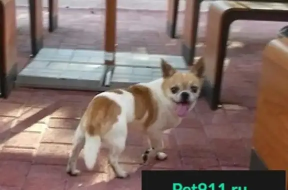 Собаки потеряшки, Ростов-на-Дону, фото: Потеряшка собака, найдена в Ростове на Дону