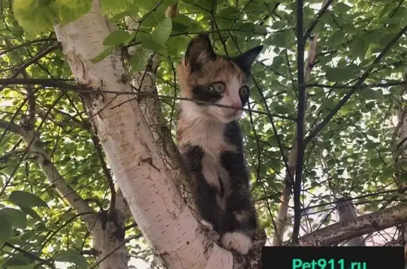 Пропала кошка и котенок в Томске, возможно на ул. Севастопольской, звоните по номеру.