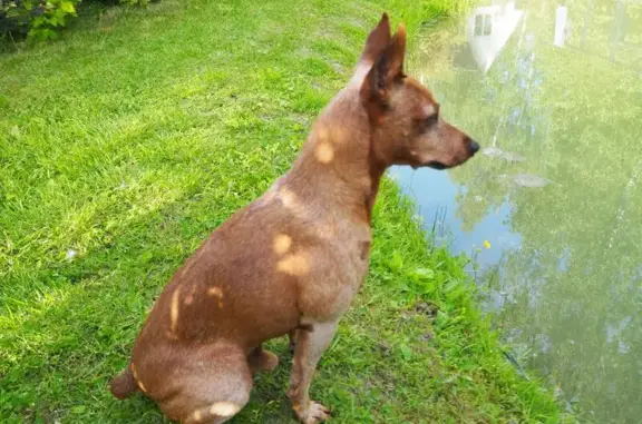 Пропала собака в лесу Калужской области