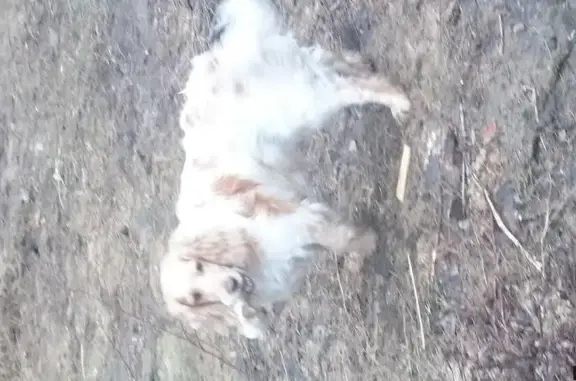 Собаки потеряшки, Купанское, фото: Потеряшка собака в селе Купанское, Ярославская область