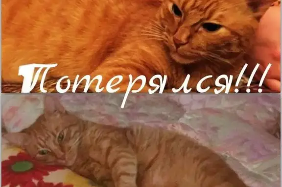 Пропал рыжий кот Марс в Подольске!