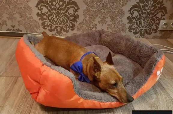 Пропала рыжая собака с тату на животе в Жуковском районе Калужской области