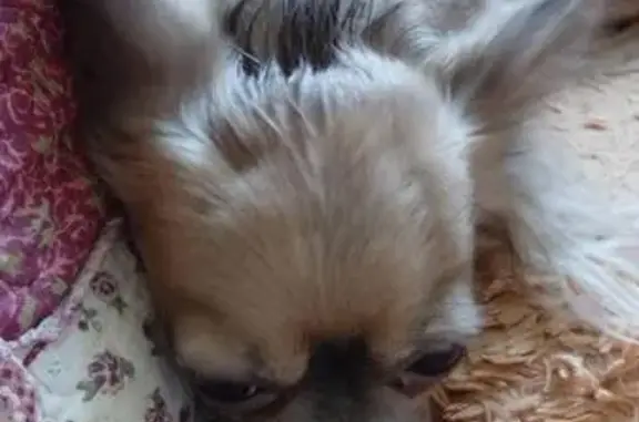 Собаки потеряшки, Горкинское, фото: Потеряшка Чихуа-хуа в Бельково, Киржачский район