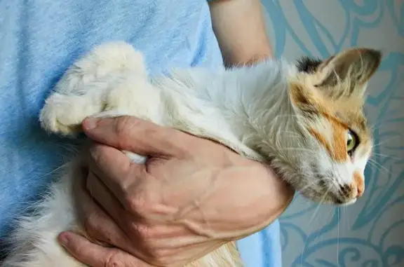 Найдена домашняя кошка на Бухарестской, 31к3