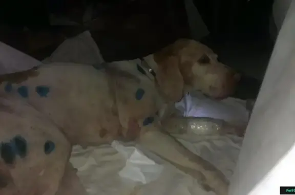 Найдена охотничья собака с ранениями в Таганроге
