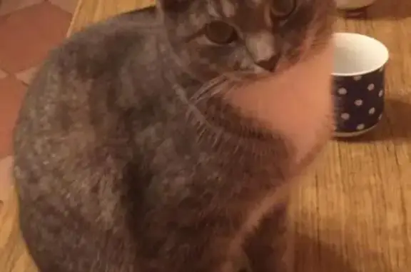 Кошки потеряшки, Ростов-на-Дону, фото: Потеряшка кошка на пр. Горшкова 6А (Ростов-на-Дону)