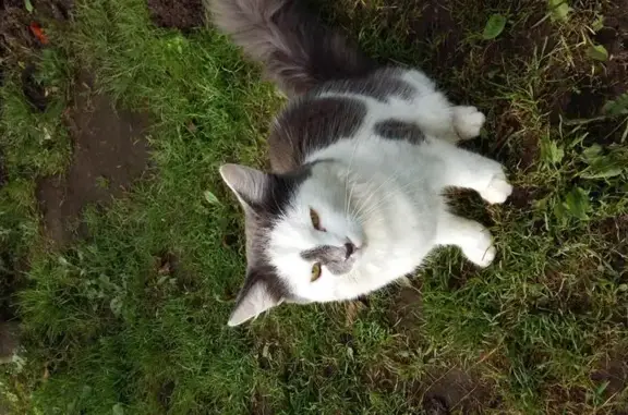 Найден котик в Дружбе, ищет хозяев