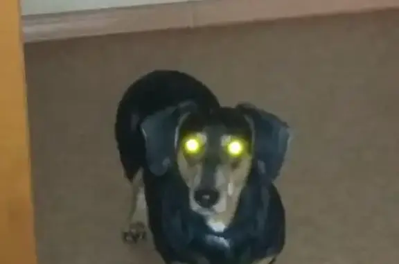 Собаки потеряшки, Камарчагский сельсовет, фото: Потеряшка собака с шрамом и папилломой в Манском районе