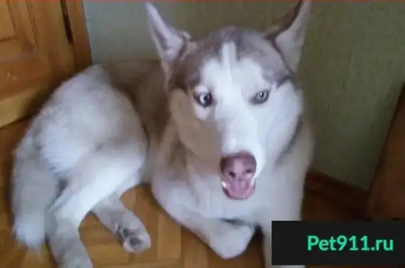 Пропала собака на ул. В. Барсовой в Астрахани