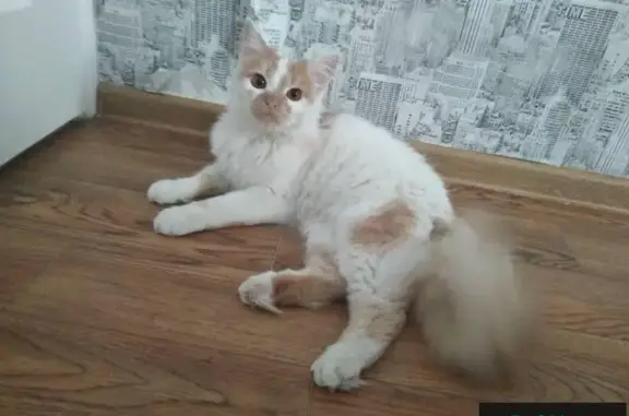 Пропала кошка в Минске, нужна помощь