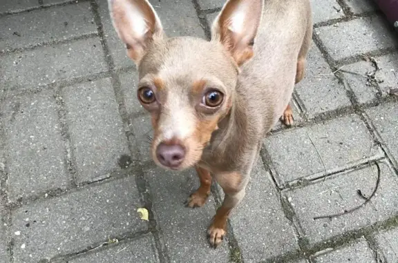 Пропала собака Тортик в Новых Химках, Московская область