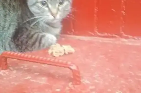 Найдена кошка на Теплом стане, нужен владелец