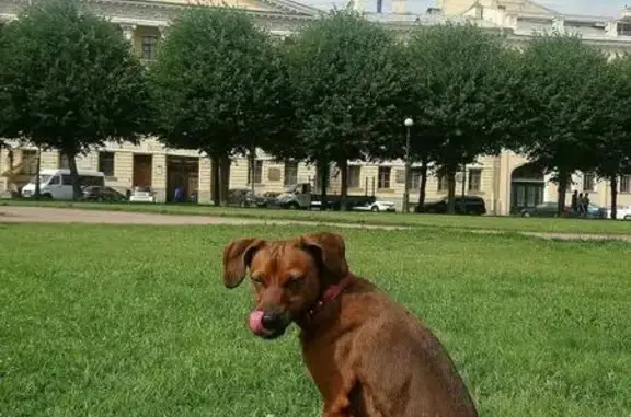 Пропала собака в Лен.обл - Всеволожск - Мельничный ручей