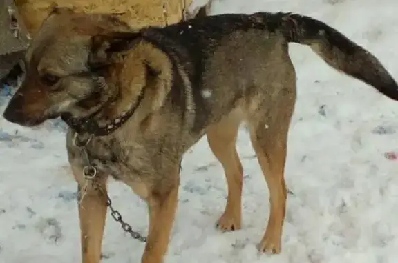 Найда - найдена собака в Магнитогорске #собаки@zoocity_m