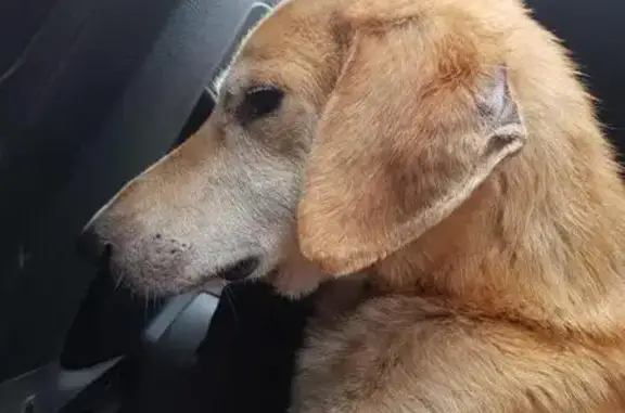 Найдена собака гончая в Краснодаре - срочно нужна помощь!