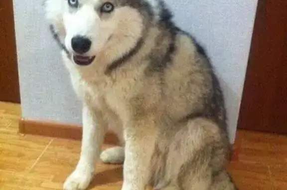 Пропала собака породы сибирской хаски в Белореченске
