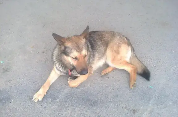 Найдена собака на Владимирской ул. в Балашихе, Московская обл.