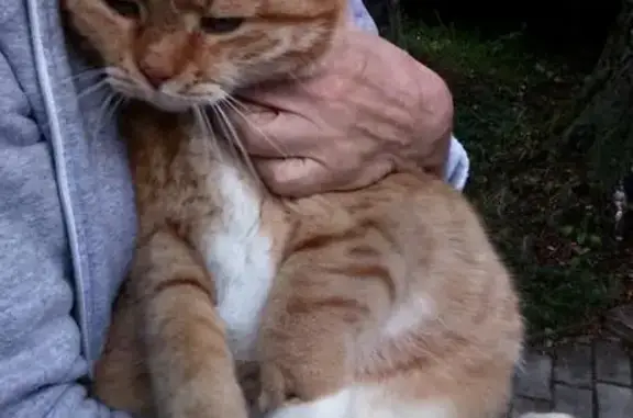 Найден рыжий кот с ошейником в поселке Зеленоградский, ищем хозяев или добрые руки.