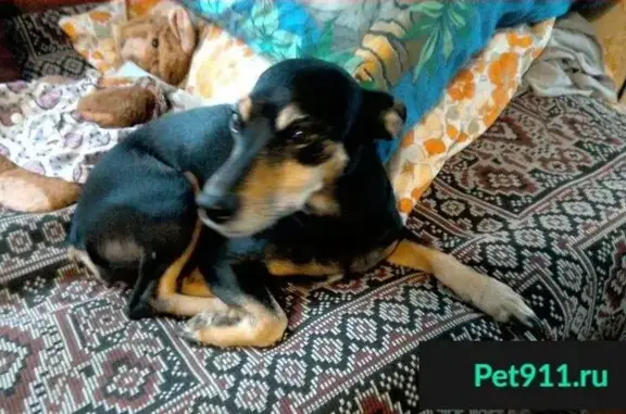 Пропала собака Карликовый пинчер в СНТ Металлург-2, вознаграждение за помощь в поиске.