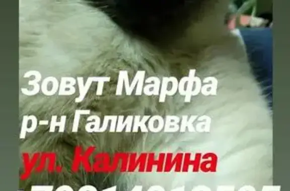 Пропала кошка в Петрозаводске