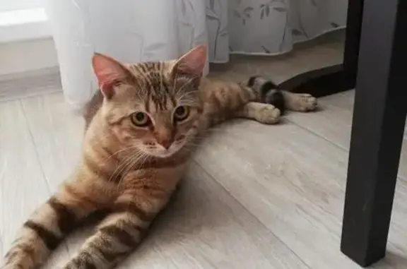 Найден рыжий кот на Новосондецком 18
