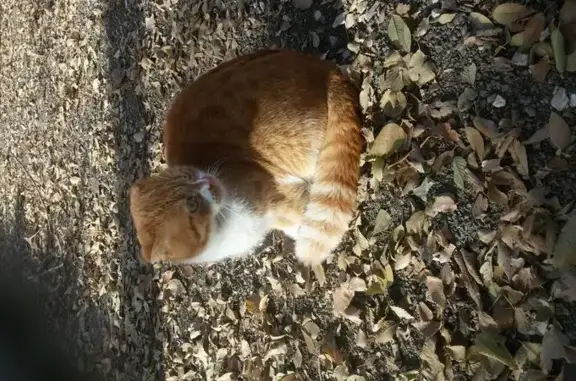 Кошки потеряшки, Садовая Долина, фото: Потеряшка кот Шерлок в поселке Садовая Долина