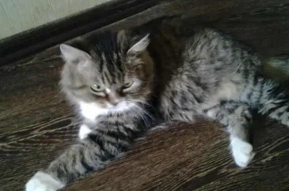 Пропала домашняя кошка в центре Кимр Тверской области