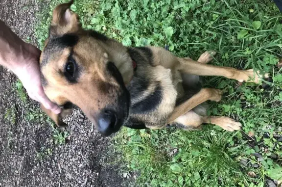 Найдена собака в Войковском районе: знает команды, ищет хозяина