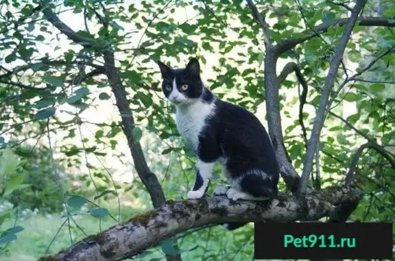 Пропала кошка в Королёве, Московская область