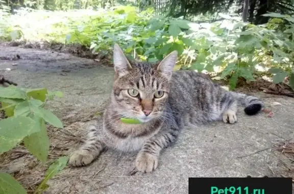 Пропала кошка, найдена девочка с ошейником в Королёве