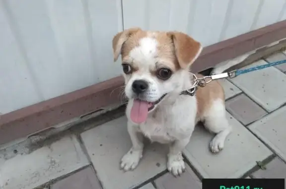 Найдена собака на Серебристой улице в Краснодаре