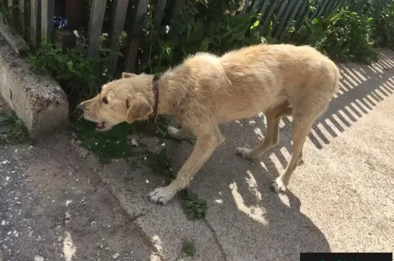 Найдена истощенная собака в Мариинском Посаде