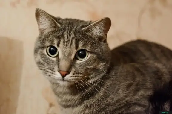 Пропал кот Кузя на ул. Крылова 64а, с РОЗОВЫМ ОШЕЙНИКОМ и зелеными глазами