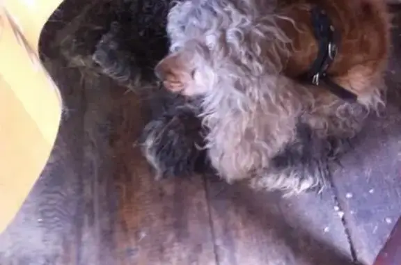 Найдена собака в районе Борового, 70 км от Красноярска