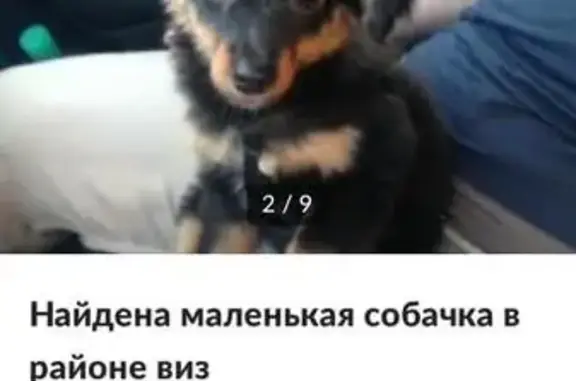 Найдена черная собака в районе ВИЗ, Екатеринбург