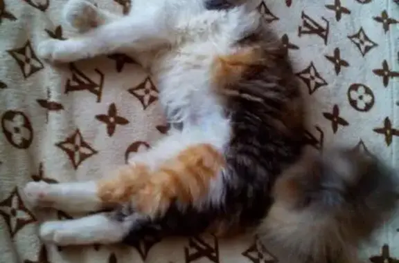 Найдена кошка Пинки ищет дом в Ярославле
