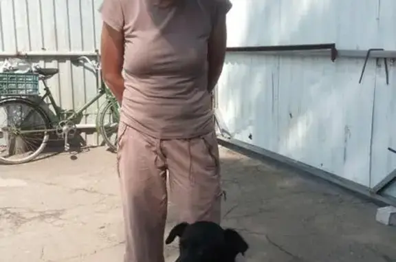 Найдена собака в Донецке, ищем хозяев!