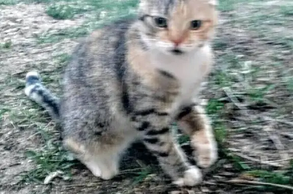 Пропала кошка Марта в Боровичах #Потеряшка_найденыш