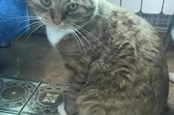 Пропала крупная кошка в Домодедово