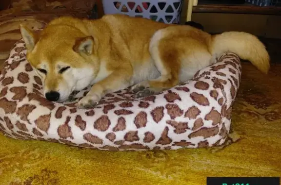 Пропала собака в Новосибирске на Золотой горке