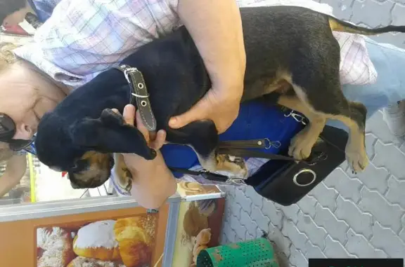 Найден щенок коккер-спаниель в Саранске, ищем хозяев!