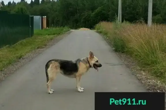 Найдена собака в деревне Герасимиха, Московская область