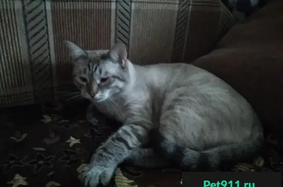 Пропал сиамский кот МАРТИН возле леса в д. Головино