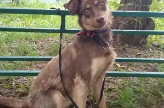 Найдена собака в Гольяново, ищу хозяина