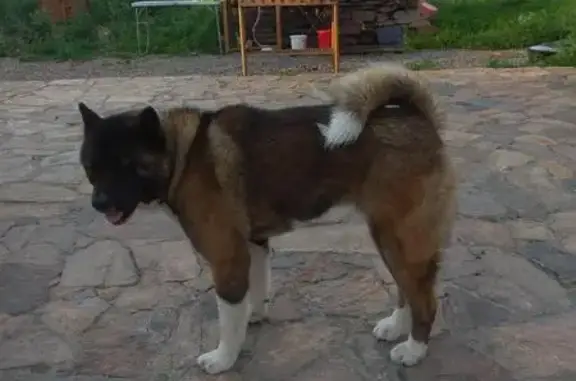 Пропала собака в Первоуральске, Ушел с 23-24 ночью