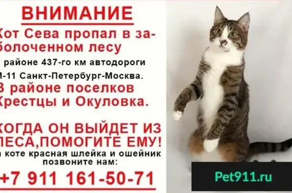 Пропала кошка в Окуловке, Новгородская область