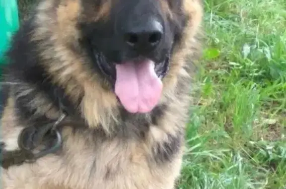 Пропала собака, найден кобель восточноевропейской овчарки в Зеленограде