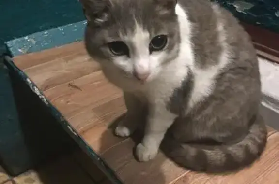 Найдена домашняя кошка в Одинцово